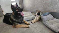 Alaska et Tiago.jpg
