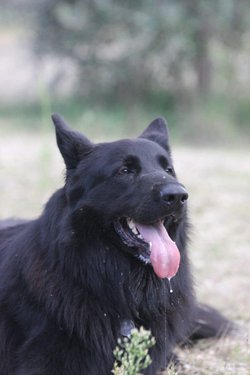 Amarok 31.jpeg