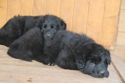 IMG_1993.jpg