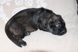 IMG_3233.jpg