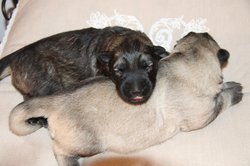 IMG_3251.jpg