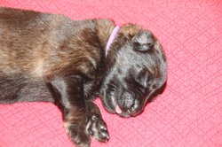 Radio Zora 2_perret_zora_2.jpg