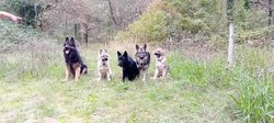 Pakkun, syrah, Zora Louve et Alaska.jpg