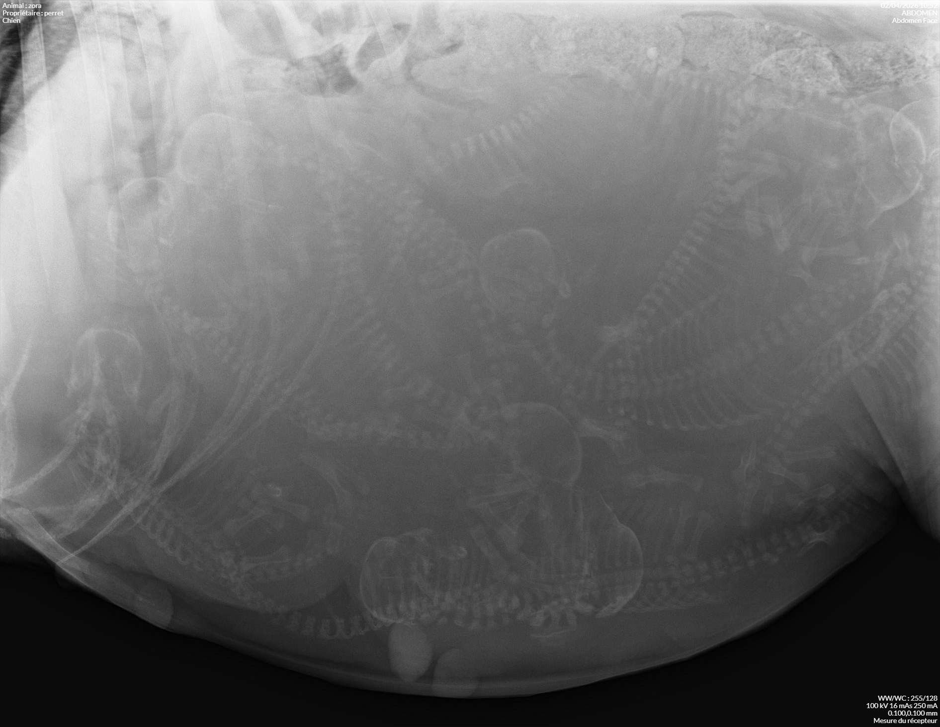 Radio Zora 2_perret_zora_2.jpg