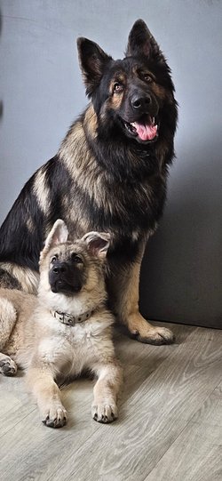 Tiago et Alaska.jpeg