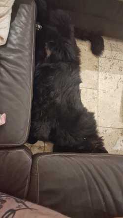 Ursus 3.jpeg