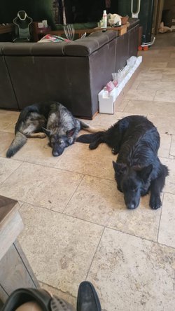 Ursus et  skoll.jpeg