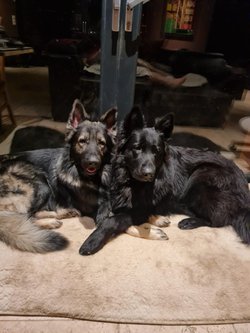Ursus et skoll .jpeg