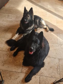 Ursus et skoll 1.jpeg