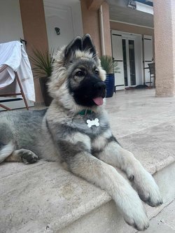 Vaïa 4.jpg